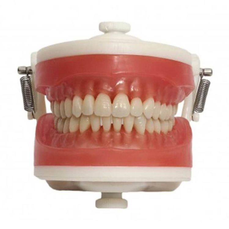 manequim-dentistica-odontologico-pronew-pd100-1.0