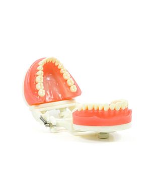 manequim-dentistica-odontologico-pronew-pd100-1.1