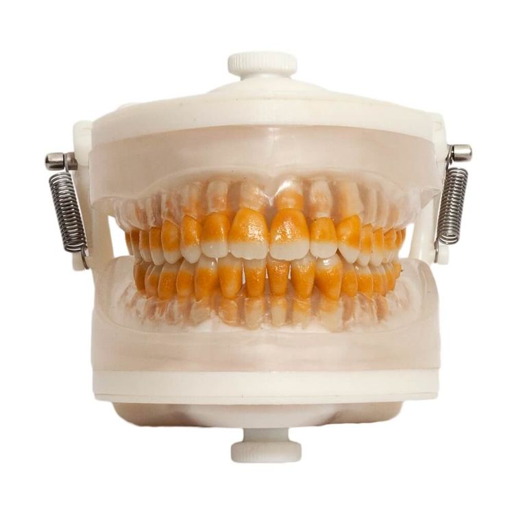 manequim-de-periodontia-odontologico-pd-103-pronew-1.0